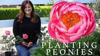 How to Grow Beautiful Peonies [upl. by Willa]