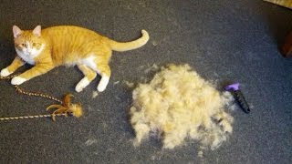 FURminator Review  Cat deshedding brush [upl. by Absalom]