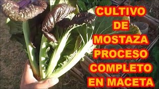 MOSTAZA MORADA CULTIVO DE PROCESO COMPLETO EN MACETAS [upl. by Redlac]