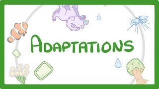 GCSE Biology  Adaptations 79 [upl. by Ognimod]