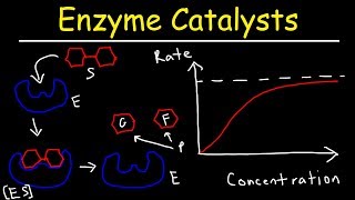 Enzymes  Catalysts [upl. by Eednil789]