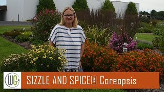 All About Coreopsis SIZZLE amp SPICE®  Walters Gardens [upl. by Eledoya]