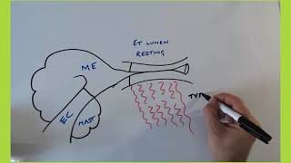 How the eustachian tube opens and closes [upl. by Dnama666]