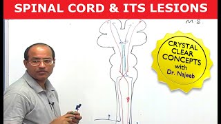 Neurological Examination Spinal Cord Part 2  Everything You Need To Know  Dr Nabil Ebraheim [upl. by Yzeerb]