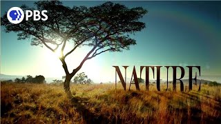 Welcome to PBS Nature [upl. by Alyos]