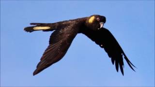 Yellow Tailed Black Cockatoo call [upl. by Navillus]