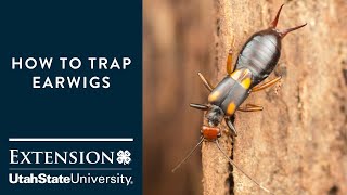 How to Trap Earwigs [upl. by Ailad]