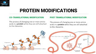 Post Translational Modifications Of Proteins [upl. by Nnylyoj]