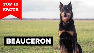 Beauceron  Top 10 Facts [upl. by Notsle862]