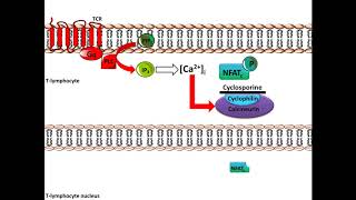 Cyclosporine  Mechanism of Action [upl. by Hatty]