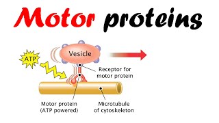 Motor proteins  dynein kinesin myosin [upl. by Sabrina]