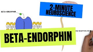 2Minute Neuroscience BetaEndorphin [upl. by Chilson64]