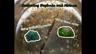 How To Culture Daphnia and Moinas using Green Water Spirulina powder [upl. by Atilrak]