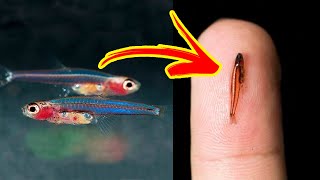 The SMALLEST FISHES In The World 🐟🔍 [upl. by Nosirrah]