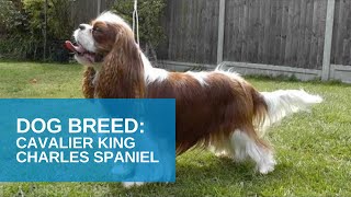 Dog Breed Video Cavalier King Charles Spaniel [upl. by Oakes791]