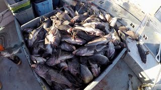 Jigging for Black Rockfish in Kodiak Alaska [upl. by Yecak659]