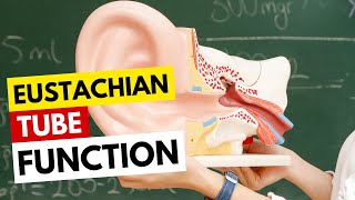 Eustachian Tube Function [upl. by Tillinger851]