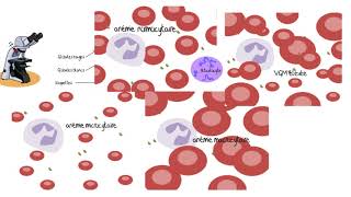 Comprendre les analyses sanguines [upl. by Furiya]