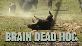 Airgun Hog Hunting  Hog Wild 2016 Part 1 [upl. by Naltiak514]