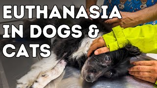 Euthanasia in Dogs and Cats How To Know When [upl. by Arihaz848]