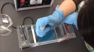 Gel Electrophoresis Lab [upl. by Ahsenit]