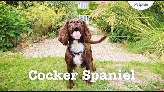 Cocker Spaniel Puppies amp Dogs  Breed Facts amp Information  Petplan [upl. by Llecrup]