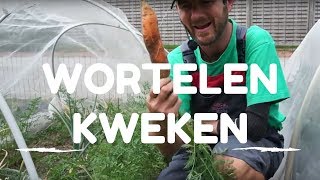 Wortelen kweken van zaaien tot oogsten [upl. by Eicaj]