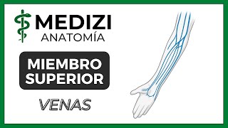 Anatomía de Miembro Superior MMSS  Venas quotMquot venosa [upl. by Ute]