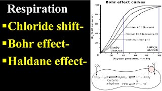 Bohr Effect  Chloride Shift  Haldane Effect [upl. by Kinemod]