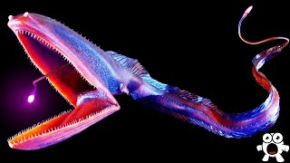 Top 10 Most Bizarre Deep Sea Creatures Ever Discovered [upl. by Worl500]