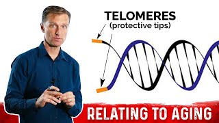 What Are Telomeres amp Why They Are Important in AntiAging – DrBerg on Telomeres and Aging [upl. by Aseral695]