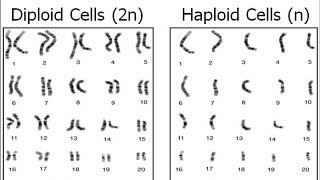 Haploid vs Diploid [upl. by Thunell125]