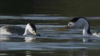 Life  Clarks Grebe The Courtship Dance  BBC One [upl. by Truda]