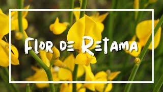 Flor de Retama  Lyric Video [upl. by Yelad]