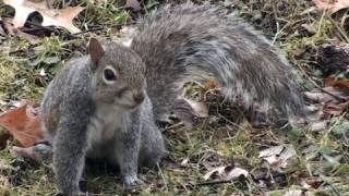 Eastern Grey Squirrel  HD MiniDocumentary [upl. by Eiduj786]