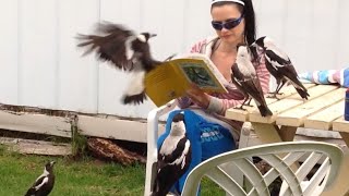 Australian Magpies  Our Best Clips Part 1 [upl. by Hands]