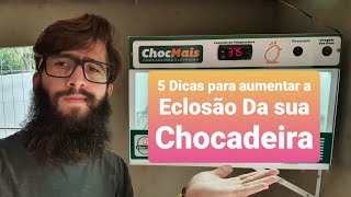 Chocadeira de Ovos ChocMais Como Aumentar a Eclosão 5 Dicas [upl. by Willard]