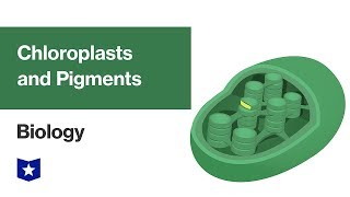 Chloroplasts and Pigments  Biology [upl. by Ramirol]