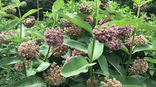 Learn to Grow Common milkweed [upl. by Enrico]