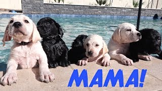 LABRADOR MOM TEACHES HER PUPPIES TO SWIM [upl. by Aneerbas]