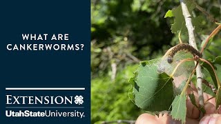 Cankerworms Attacking Trees [upl. by Su522]