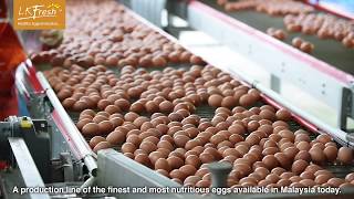 LKFresh Eggs Farm Full Introduction [upl. by Leiser]