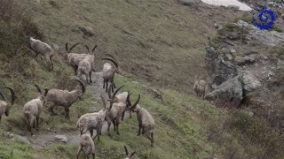 Suivi du bouquetin des Alpes dans le Parc national de la Vanoise [upl. by Siroved]