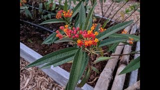 Propagating Tropical Milkweed [upl. by Aieka]