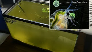 Raising Daphnia for the Freshwater Aquarium [upl. by Bock663]