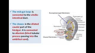 Introduction to Development of GUT Tube  Dr Ahmed Farid [upl. by Osei]