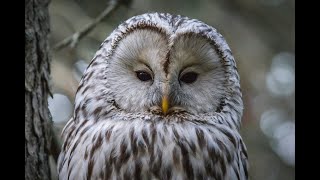 Owl turning his heads 360 degreeNature beauty [upl. by Aitnahs]