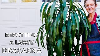 HOW TO REPOT A LARGE DRACAENA  JoyUsGarden [upl. by Imit]