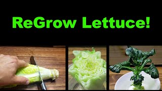 How To Regrow Lettuce From Itself [upl. by Shara461]