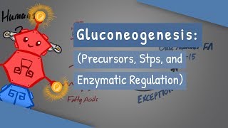 Gluconeogenesis [upl. by Dorran]